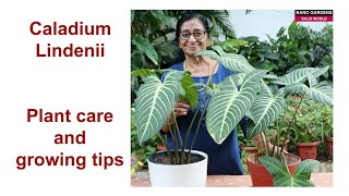 Caladium lindenii plant care and growing tips [upl. by Kristen]