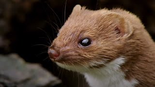 The Most Powerful Bite  Weasels Feisty amp Fearless  BBC Earth [upl. by Eiramanad]