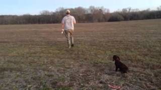 3 month Boykin Spaniel field training [upl. by Celestyn]