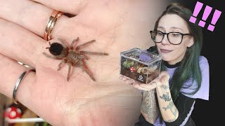 Im BACK with EVEN SMALLER ENCLOSURES for my Tarantulas rehousing slings in mini bioactive sliders [upl. by Nudnarb]