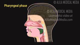 Deglutição Normal 2 [upl. by Amuwkuhc]