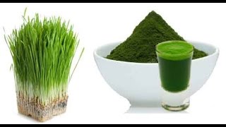 What Wheatgrass Powder Is Better [upl. by Aisyram407]