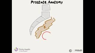 Prostate Anatomy  Dr Grew of Trinity Health Of New England explains [upl. by Eniroc]