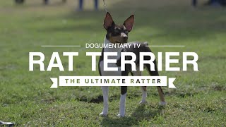 ALL ABOUT RAT TERRIERS THE ULTIMATE RATTER [upl. by Leahpar166]