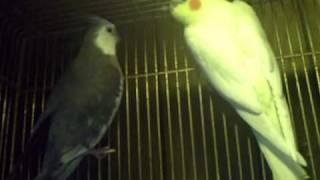 Breeding pair of cockatiels for sale 15000 pair only SOLD [upl. by Jacob]