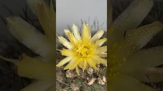 Кактус Копиапуа  Copiapoa cactus [upl. by Rea157]