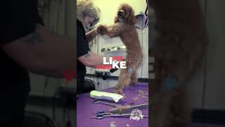 Full Grooming a Mini Goldendoodle Everything You Need to Know [upl. by Dlorrej]