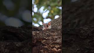 The Lesser Bushbaby is sleepily lookinganimals wildlife pets nature keşfet discovery my [upl. by Archer]