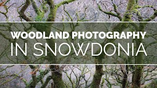 Woodland Photography in Snowdonia Wales [upl. by Hamimej]