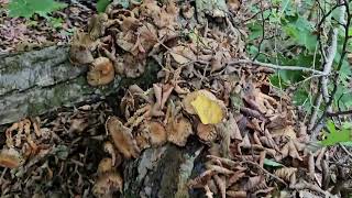 온 나무를 다덮은 검은비늘버섯 8월27일 Nearly dead Pholiota adiposa covered the tree in Injegun august 27th [upl. by Derag890]