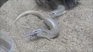 オオアシカラカネトカゲ達の食事風景 Ocellated Skink Feeding [upl. by Natalia]