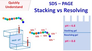 SDSPAGE gel electrophoresis and Western blot [upl. by Nawak]