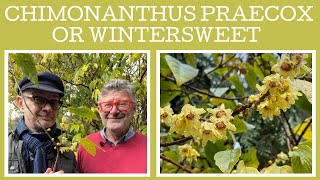 How to grow Chimonanthus praecox or wintersweet Theres quite a few things to consider [upl. by Krik]