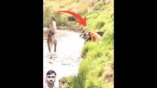 Kangaroo and dog fight 🤣🥱🤯আসুন দেখে নেয়া যাক ক্যাঙ্গারু ও কুকুরের মধ্যে কে যেতে shortvideo viral [upl. by Kiley463]