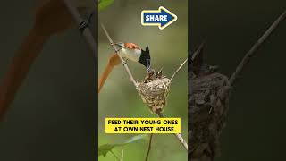 A Mother Flycatcher Feed Their Young Ones Nature Animals [upl. by Neened322]