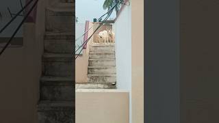 Pomeranian puppy barking video✨pomeranian dogbarking [upl. by Edison]