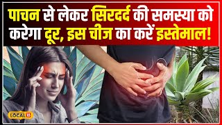 Agave Plant Benefits खराब पाचन की समस्या से हैं परेशान जरूर करें इस पौधे का इस्तेमाल local18 [upl. by Jagir973]