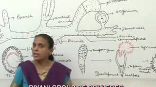 Vaucheria BSc MSc lecture by Dr Anupama Goyal [upl. by Georgena]