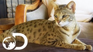 The Savannah The Largest Domestic Cats in the World  Cats 101 [upl. by Eicyac]