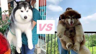 Siberian Husky VS Alaskan Malamute  Here is what you should know [upl. by Einned]