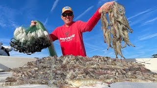 Catching Thousands of Wild Shrimp in a Huge Cast Net Catch Clean amp Cook [upl. by Hgielsel361]