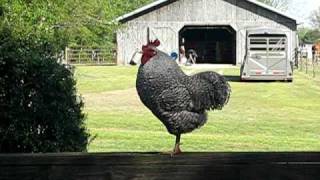 Rooster crowing on a farm in NC [upl. by Essex971]