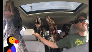 EXCITED Dogs in Car Cant Stop Howling For The Park  The Dodo [upl. by Sirad410]