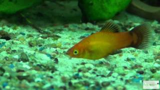 Platy Fische im Aquarium Deutschland Farben in Full HD [upl. by Valle]