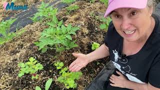 Quoi planter près de vos tomates dans le potager Capsule horticole Marthe Laverdière [upl. by Annerahs]