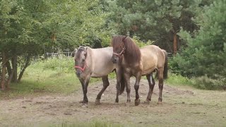 Ogier Tort kryje w tabunie Konika Polskiego [upl. by Baptista8]