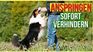 Hund anspringen verhindern  SO gehts Praxisvideo [upl. by Julie]