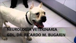 NEUROLOGIA VETERINARIA MENINGOENCEFALITIS GRANULOMATOSA [upl. by Releehw]