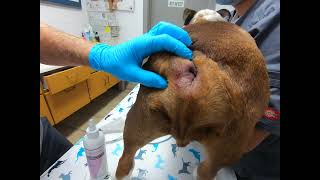 Bulldog Anal Gland Impaction amp Abscess HOW TO by Dr Kraemer Vet4Bulldog [upl. by Sisson822]