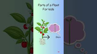 Parts of a Plant for kids in english 5 parts of a plant easylearning [upl. by Alyda193]