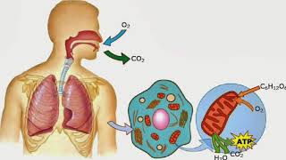 Respiración aerobia y anaerobia [upl. by Tol]