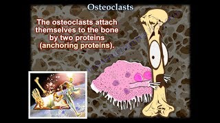 Osteoclasts  Everything You Need To Know  Dr Nabil Ebraheim [upl. by Acinok348]