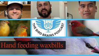 Hand Feeding Waxbills Mosquito Farming and more wAladdin “Ohana Feathers” Episode28 [upl. by Howell]