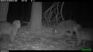 2 Bobcats vs Coyote turn the volume up [upl. by Lowery105]