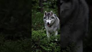 como EDUCAR un HUSKY SIBERIANO Facil y SENCILLO [upl. by Shipp]