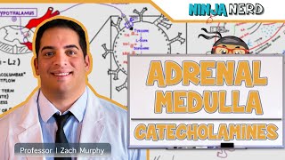 Endocrinology  Adrenal Medulla  Catecholamines [upl. by Doty231]