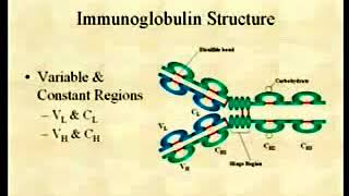 14 Antigens  Immunology Video Lectures [upl. by Will]