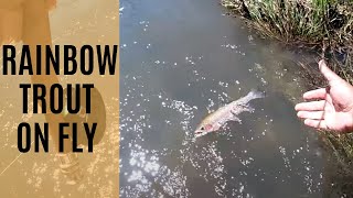 Trout Fishing amp Hike Rainbows Everywhere  Cooleman NSW [upl. by Elahcim]