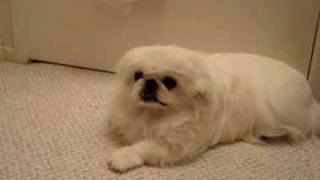 Pekingese Reaction to Piano Keyboard [upl. by Stclair]