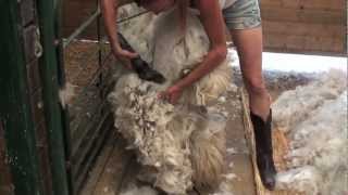 Shearing an Alpaca Without Help [upl. by Jeanie459]