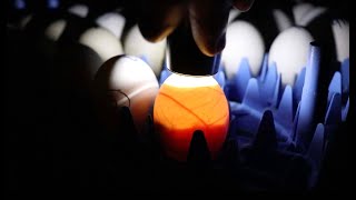 How to candle chicken eggs What we look for and what to avoid [upl. by Atniuqal881]