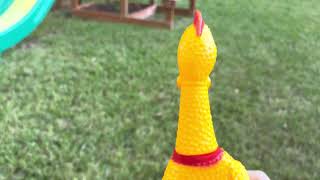 Rubber chicken goes outside [upl. by Hedaza]