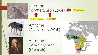 Phylogenetische Systematik Teil 1 Taxonomie Systematik Carl von Linne with english subtitles [upl. by Romain]