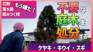 【もう嫌だ！不要な庭木を伐採する 】大きくなりすぎて困っている庭木を伐採処分する動画です。お庭の植木の処分にお悩みの方は是非参考にして下さい。＃庭木伐採＃ケヤキ＃杉＃キウイ＃剪定＃株式会社仲根石工造園 [upl. by Steck451]