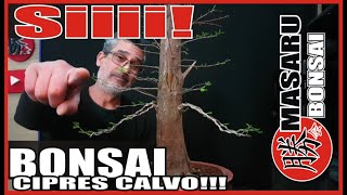 BONSAI DE TAXODIUM  CIPRES CALVO FUTURO BONSAI  actualización [upl. by Bordy191]