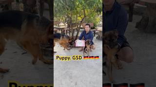 German Shepherd 🔥 dog dogtraining germanshepherd funny doglover malinoislovers [upl. by Asselem]